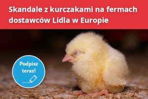 Skandale z kurczakami: podpisz petycję do sieci Lidl