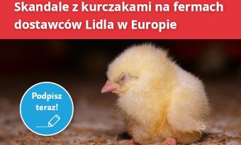 Skandale z kurczakami: podpisz petycję do sieci Lidl