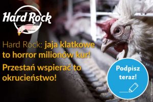 Koniec jaj klatkowych w Hard Rock – podpisz petycję