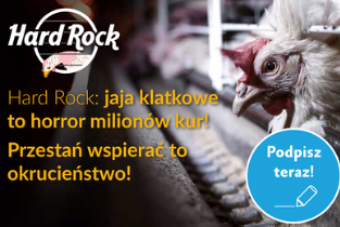 Fundacja Alberta Schweitzera w kampanii przeciwko sieci Hard Rock