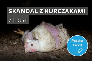 Skandal z kurczakami: podpisz petycję do sieci Lidl