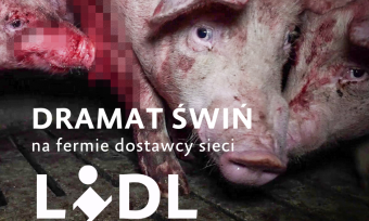 Dramat świń na fermie dostawcy Lidla w Hiszpanii