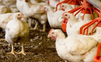 Res-Drob podnosi standardy w hodowli kurczaków