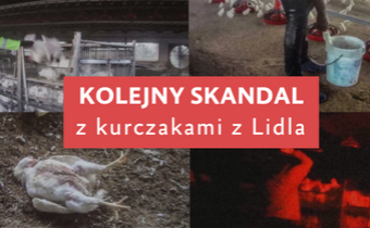 Kolejna odsłona skandalu z kurczakami z Lidla: fundacja publikuje nowe dowody