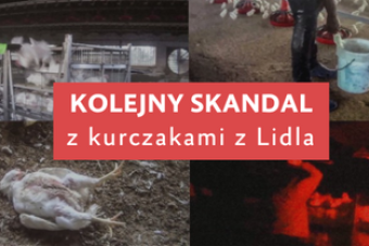 Kolejna odsłona skandalu z kurczakami z Lida: fundacja publikuje nowe dowody