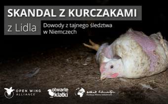Skandal z kurczakami: ruszyła kampania skierowana do sieci Lidl